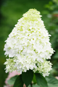 Skyfall Hydrangea Paniculata Close up Professional Shot