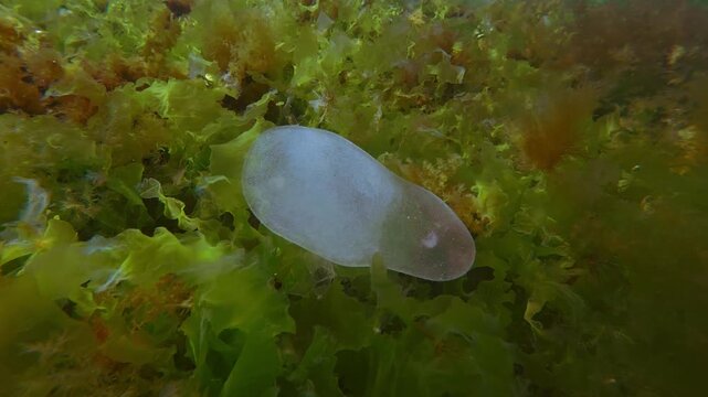 Soft translucent gelatinous bag filled with polychaete eggs and trapped goby fry, hapless baby fish could not find its way back out from this bubble and died sways on sea floor on green algae Ulva