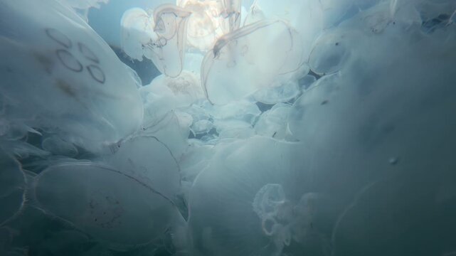 POV video: Swimming through saturated field of Moon jellies drifting in sunshine, slow motion. Water column is thick with life, where sunrays are scattered by multitude of drifting, gelatinous forms