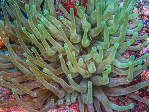 Sea anemones with small brine shrimps