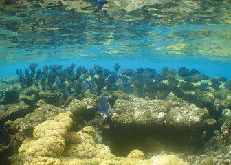 School of Blue Tang Surgeonfish Swimming over Shallow Caribbean Coral Reef © gustavo