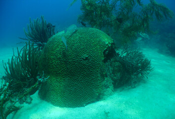 Symmetrical Brain Coral Formation on Caribbean Coral Reef Underwater © gustavo