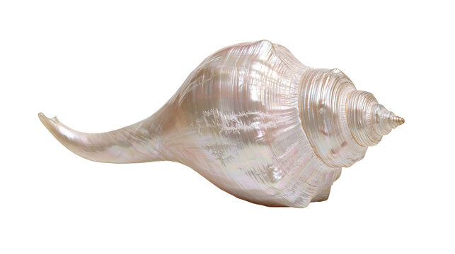 Iridescent pearlescent conch seashell with spiral texture and pointed apex