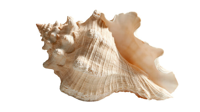 Large beige conch seashell with textured spiral surface and wide flared opening