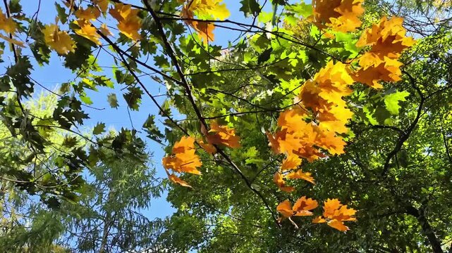 Close-up of vibrant autumn oak leaves in shades of yellow and orange swaying in wind against clear blue sky, rich seasonal fall splendor.