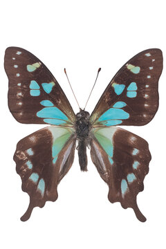 Seram Swallowtail butterfly specimen isolated on transparent background