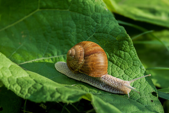 Escargot de jardin (Cornu aspersum) avan&ccedil;ant sur une grande feuille verte. Gros plan sur sa coquille brune aux motifs stri&eacute;s et ses tentacules, dans un environnement naturel.
