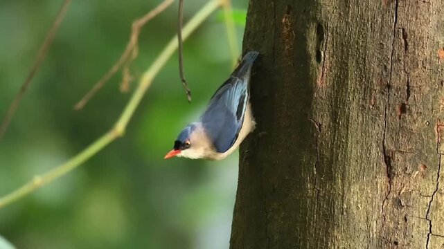 Close up of a beautiful velvet fronted nuthatch bird clinging to a tree trunk and foraging for food in its natural forest habitat with blurred green background