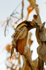 Obraz premium Dried corn ear hanging on stalks in late autumn field