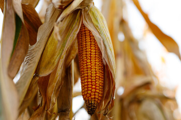 Obraz premium Maize ear drying on stalk in harvested corn field during autumn