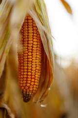 Obraz premium Maize ear drying on stalk, corn field during autumn