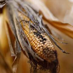 Obraz premium Dried corn ear showing kernels on stalk in autumn field harvest