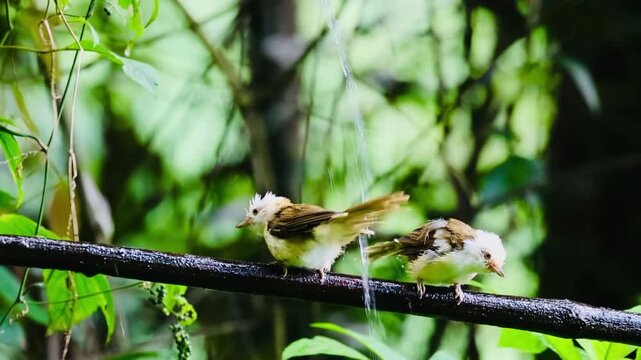 Close up of three cute wild birds perched on a wet branch taking a bath and chirping under dripping water against a blurred green forest background