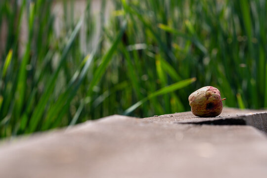 Apple on a wall