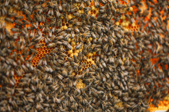 A large swarm of bees covers a golden honeycomb in an apiary