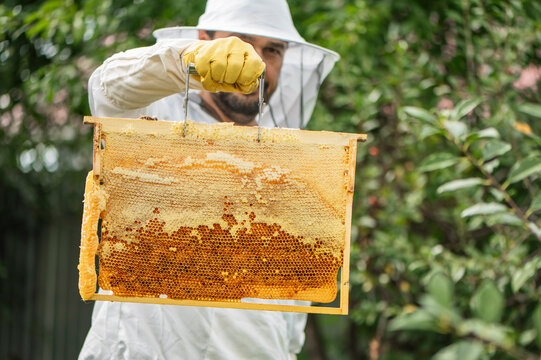 Male beekeeper holds a honeycomb frame outdoors in summer