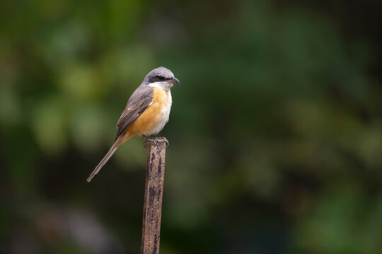 Gray-backed shrike on a branch against dark background, Doi Suthep-Doi Pui National Park, Chiang Mai, Thailand