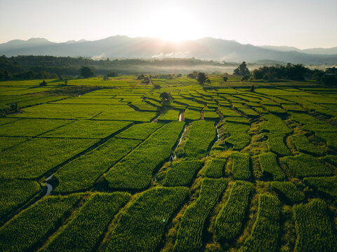 Farmer walking through green terraced rice fields at sunrise in a mountain valley.