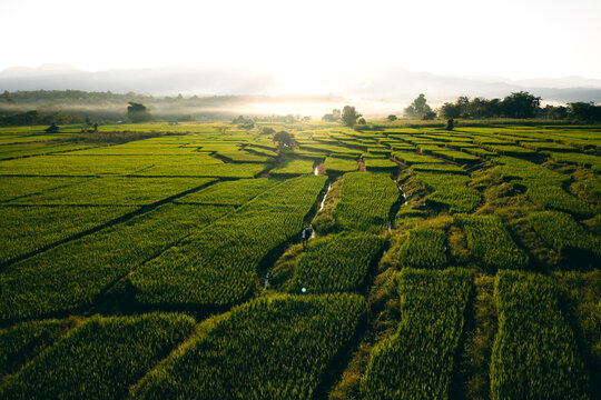 Farmer walking through green terraced rice fields at sunrise in a mountain valley.