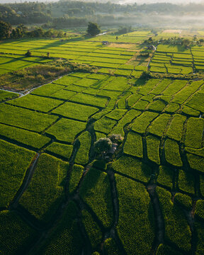 Top-down aerial view of a small farming hut in the middle of green rice paddies.