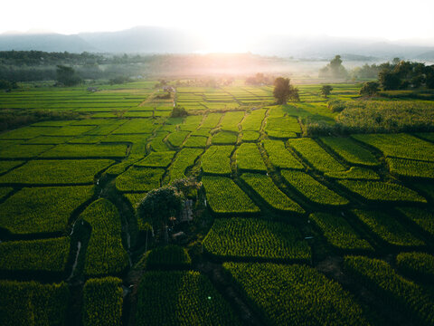 Farmer walking through green terraced rice fields at sunrise in a mountain valley.