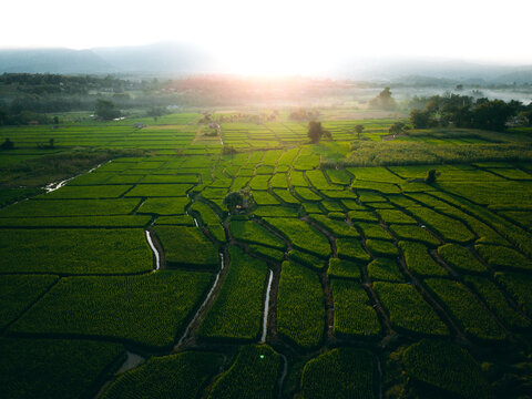Farmer walking through green terraced rice fields at sunrise in a mountain valley.
