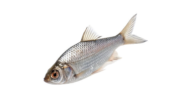 Single fresh raw silver fish carcass isolated on transparent background