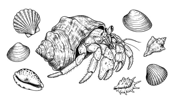 Hermit Crab with Seashells Hand Drawn Vintage Engraving Vector Illustration