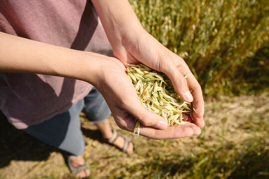 Woman holds freshly harvested grain in a summer field