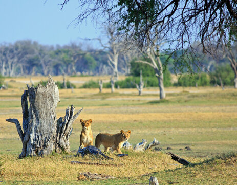 Two Lionesses looking alert, one is sitting and the other is on the move in Hwange National Park, Zimbabwe