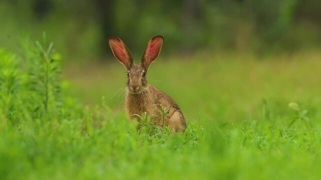 Close up portrait of a wild brown hare with large ears sitting alert in green grass and looking at the camera against a blurred natural background