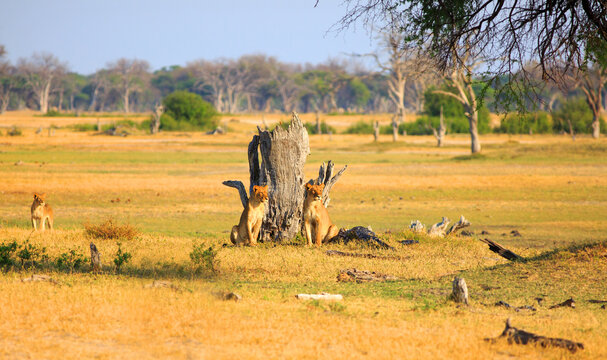 Three African Lionesses on the plains of Africa, looking alert and in stalking mode basked in golden sunlight, Hwange National Park, Zimbabwe