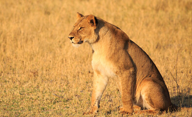 Alert Lioness in Hwange National Park looking alert. Zimbabwe  There is natural golden sunlight © paula