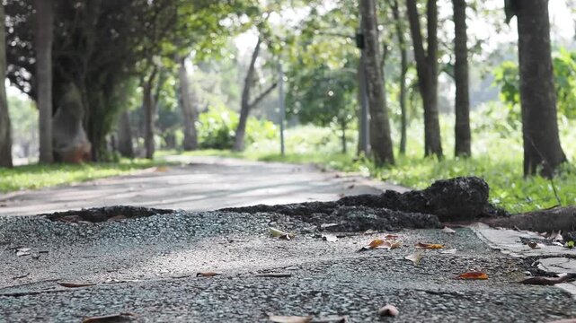 Asphalt paths in the park have surface damage and cracks caused by tree roots lifting the pavement.
