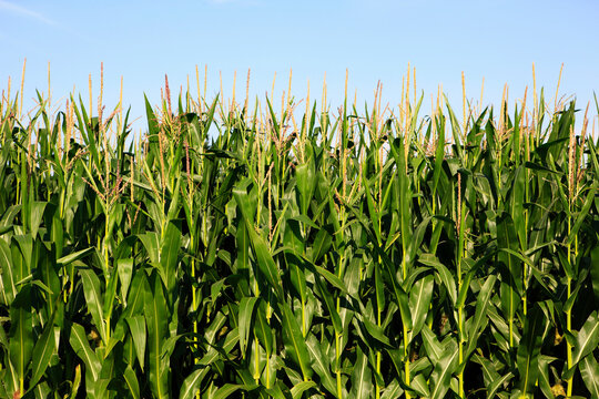 Green cornfield growing outdoors under a clear blue sky