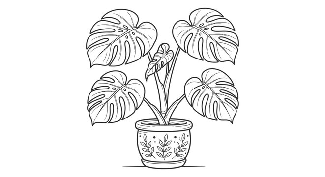 Monstera plant in a decorated pot is a detailed line drawing