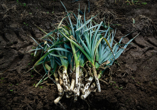 Freshly harvested leek in soil on farm in the Netherlands