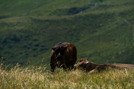 Cow in the Alps, Switzerland