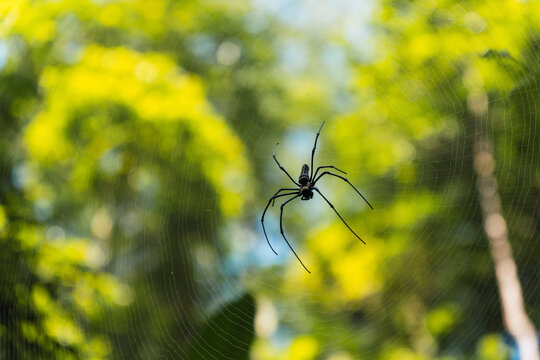 A wild spider builds a web in a green forest in Bali