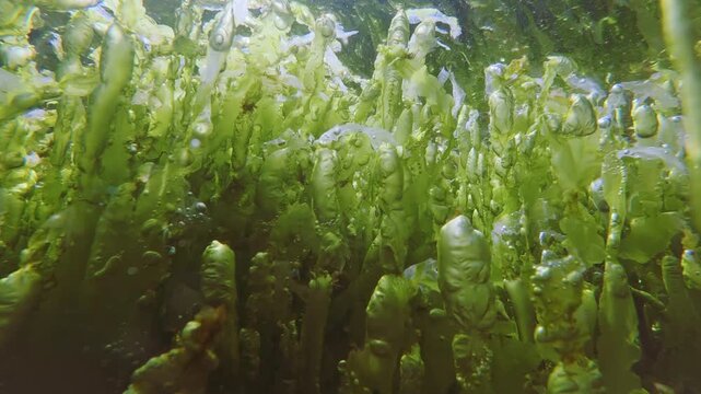 Close-up of green Enteromorpha and Ulva sea lettuce algae leaves covered with bubble capsules producing oxygen gas photosynthetic oxygen bubbles shiny in sways mirroring on underwater surface.