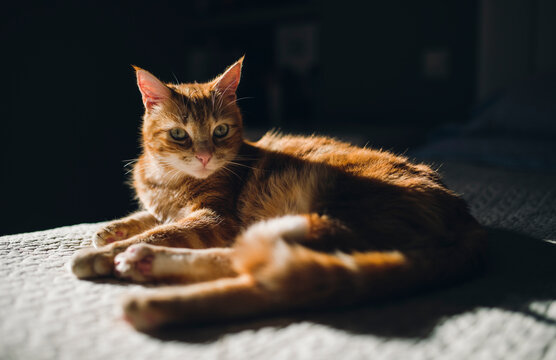 Ginger tabby cat resting on a blanket at home