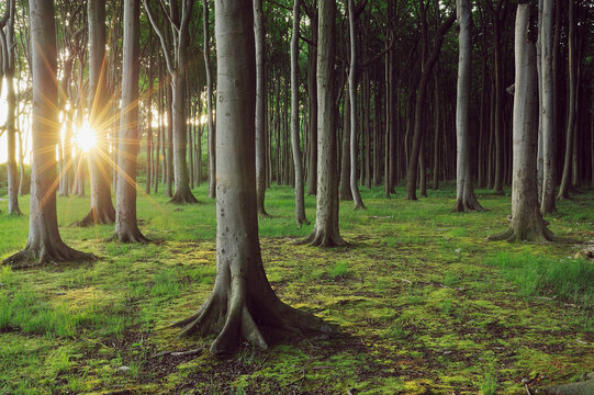 Mecklenburg-Western Pomerania, Beech tree forest