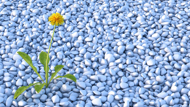 Dandelion growing on rubble