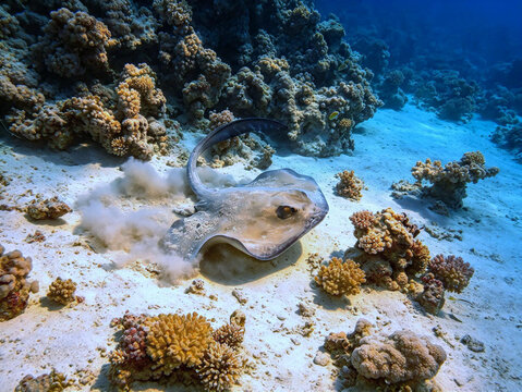 Feathertail stingray (Pastinachus sephen) gliding over a sandy seabed in the Red Sea, Sharm El Sheikh, Egypt.