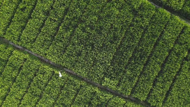 Realtime aerial view of slow drone forward tracking over fertile green paddy field terraces moving beautifully under a gentle afternoon breeze.