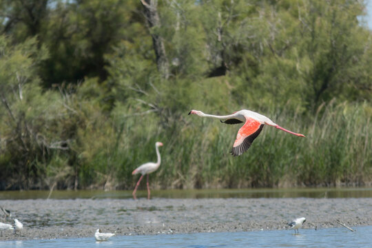 A greater flamingo flies over a marshland in Camargue France