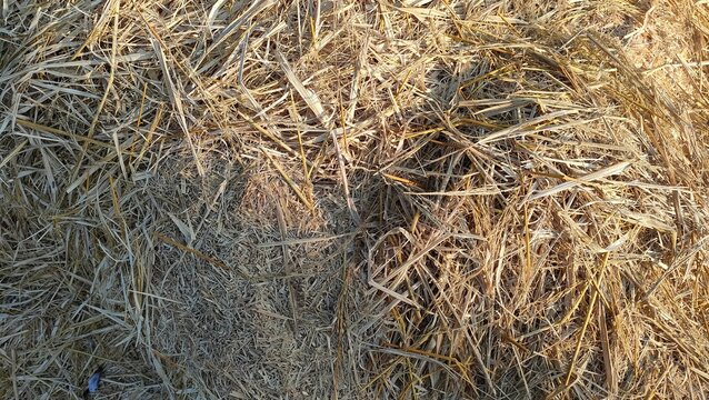 Close up of dry golden rice straw heap and hay texture. Concept of agriculture harvest, farm livestock fodder, and rural nature