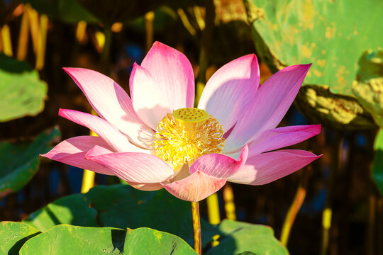 A radiant pink lotus flower at dawn.