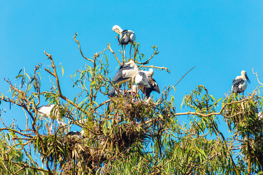 A flock of birds at the Trang An Bird Park. Ninh Binh Province, Vietnam.