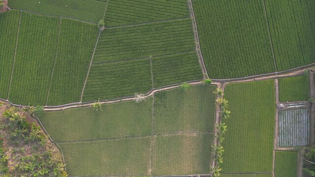Aerial view of drone forward tracking shot showing abstract geometric patterns of green rice field fields and agricultural paths from above.